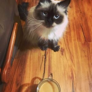 Meet your Posher, Bridget